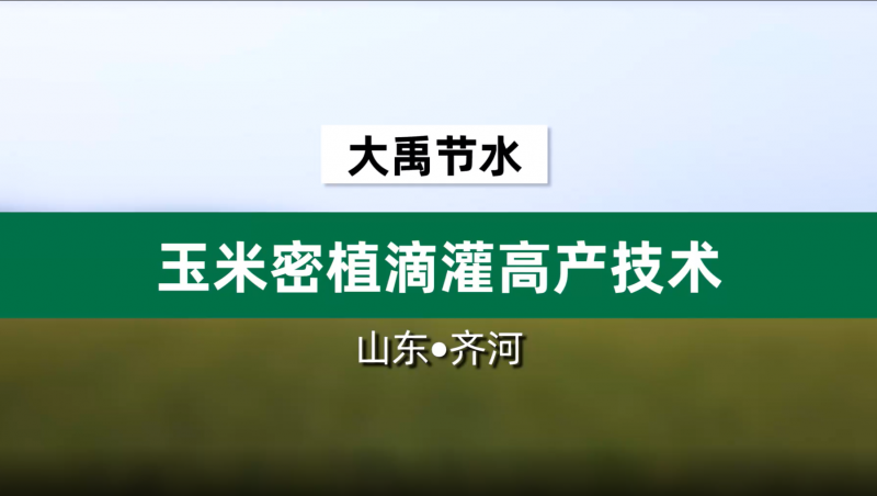 pp电子游戏节水玉米密植滴灌高产技术· 山东省齐河县豆腐窝灌区